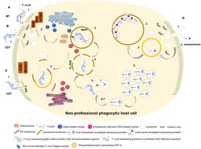 The Parasitic Intracellular Lifestyle of Trypanosomatids: Parasitophorous Vacuole Development and Survival